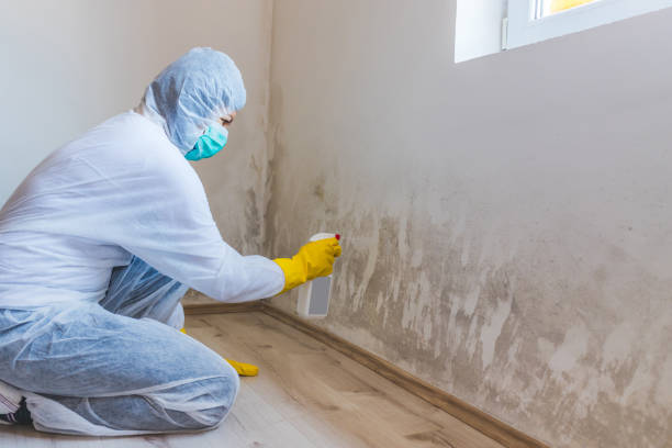 Licensed Mold Testing service in Rapid City, MI - WQB Mold Removal