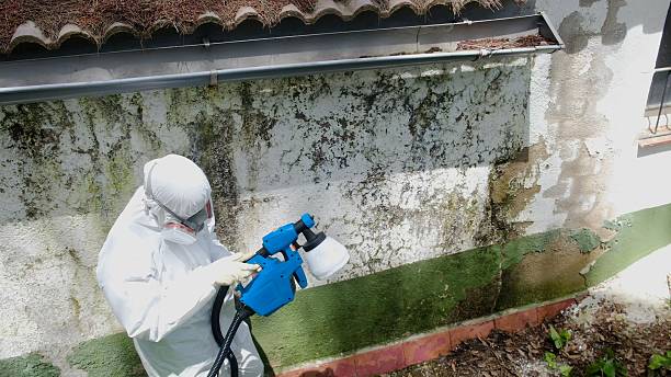 Top rated local Mold Testing specialists in Rapid City, MI